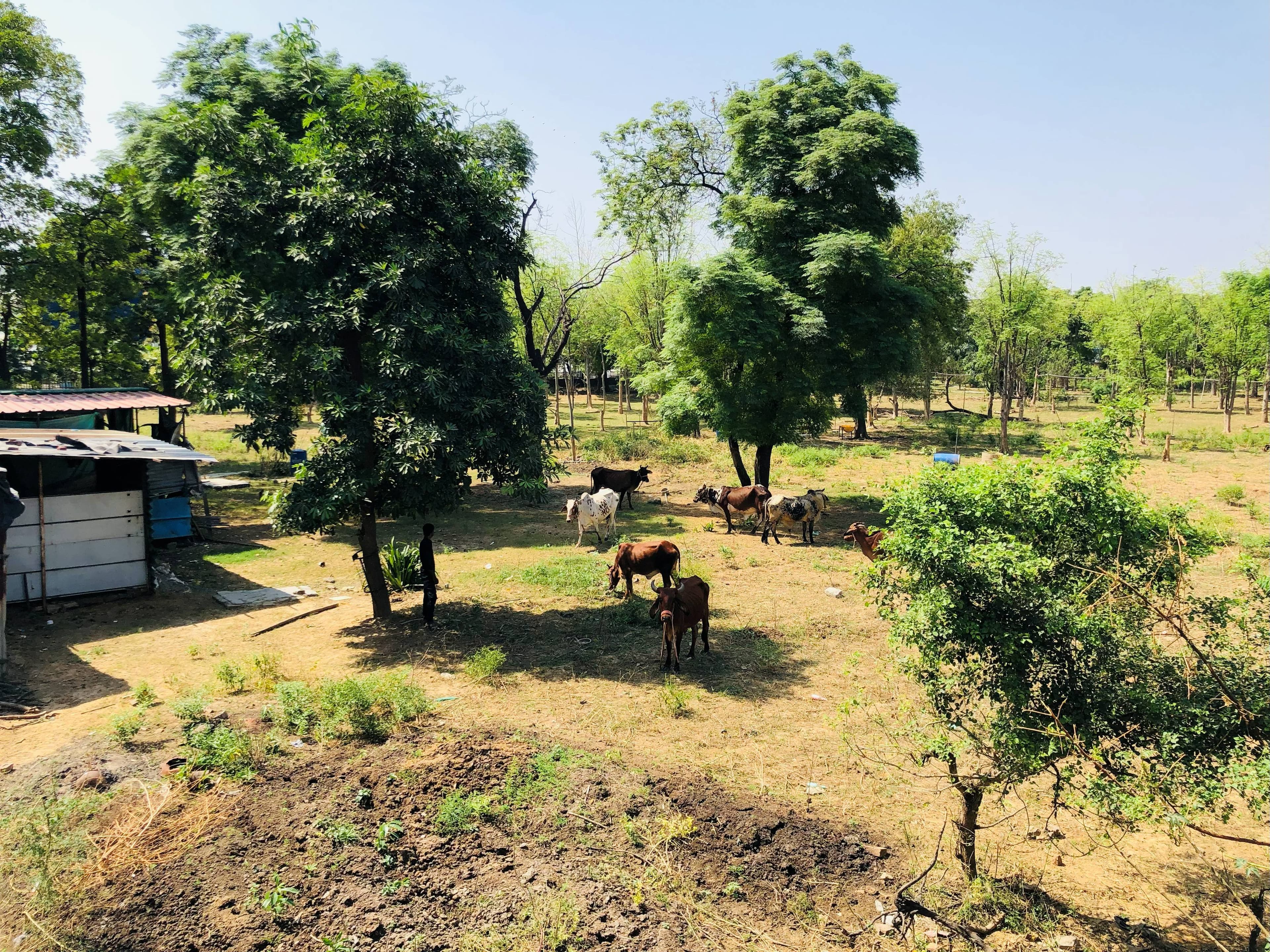 About Us - Traditional Indian Cow Farming